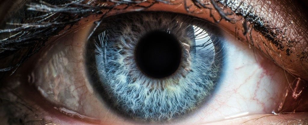 A close up of an eye with the reflection of trees in it.