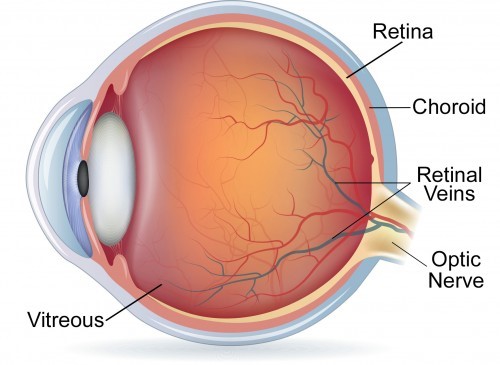 A diagram of an eye with the areas of retinal and cornea.